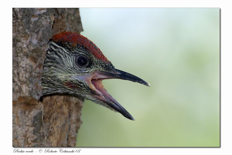 Picchio verde - Picus viridis